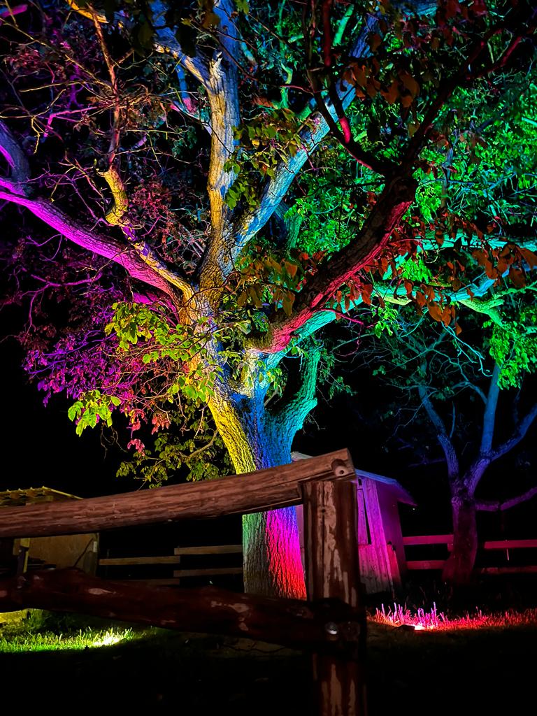 Ein Baum wird mit verschiedenen Lichtern angestrahlt.